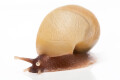 Lissachatina zanzibarica typ 3 albino shell juvenil, 3cm